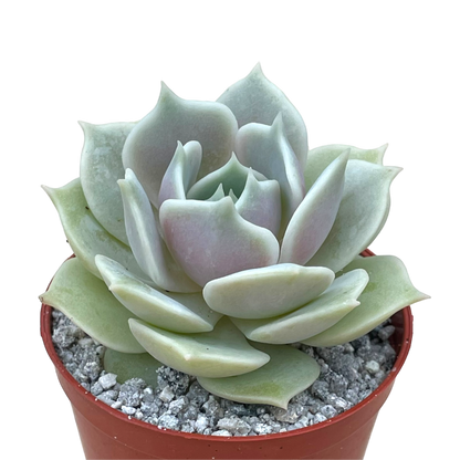 Echeveria 'Lola'
