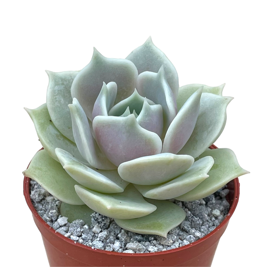 Echeveria 'Lola'