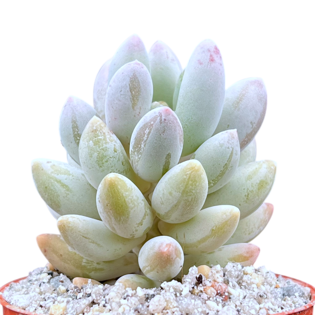 Pachyphytum 'Baby Fingers'
