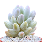 Pachyphytum 'Baby Fingers'