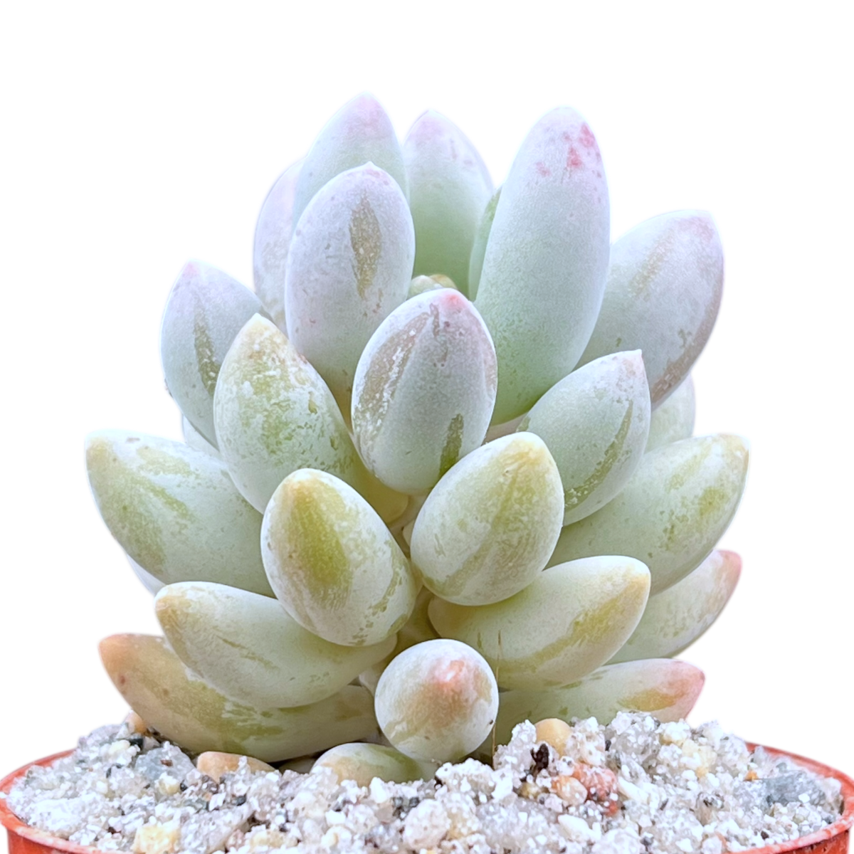 Pachyphytum 'Baby Fingers'
