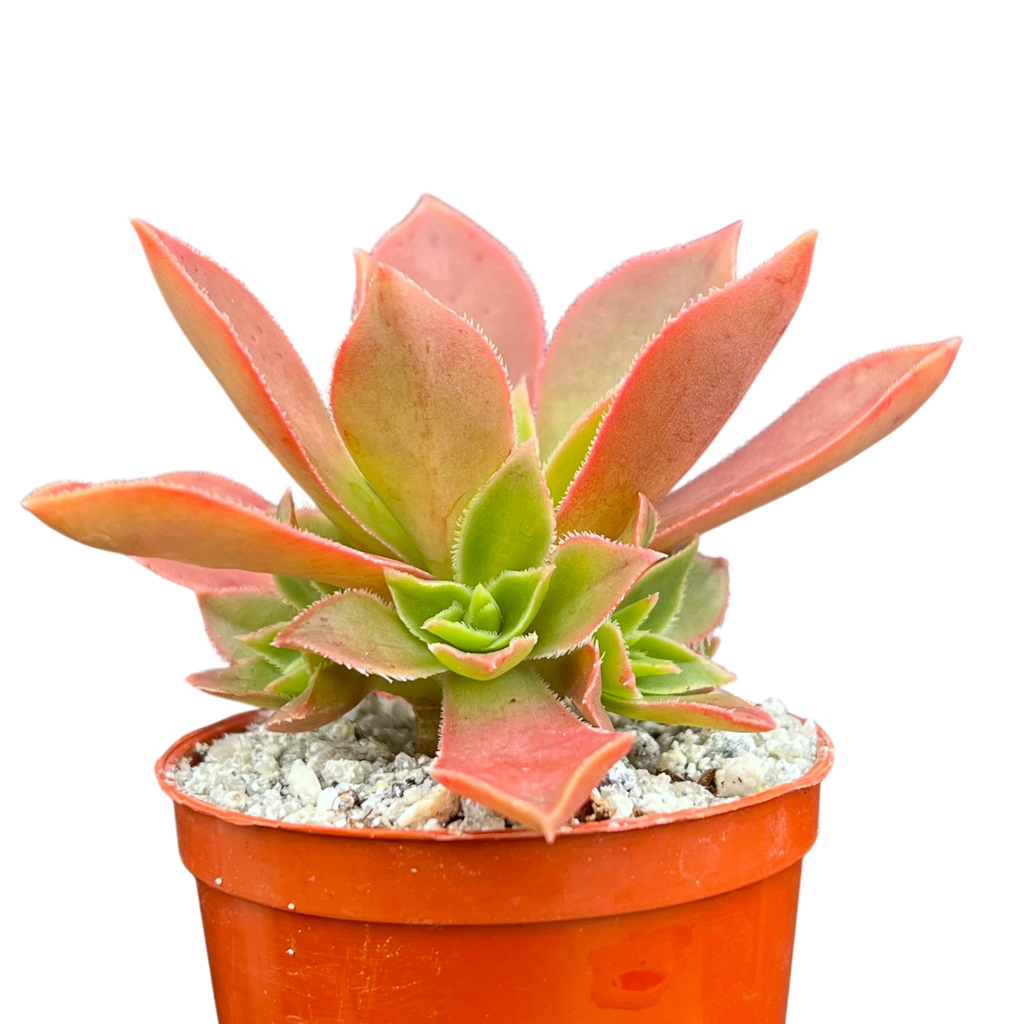 Aeonium leucoblepharum