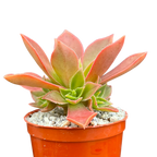 Aeonium leucoblepharum