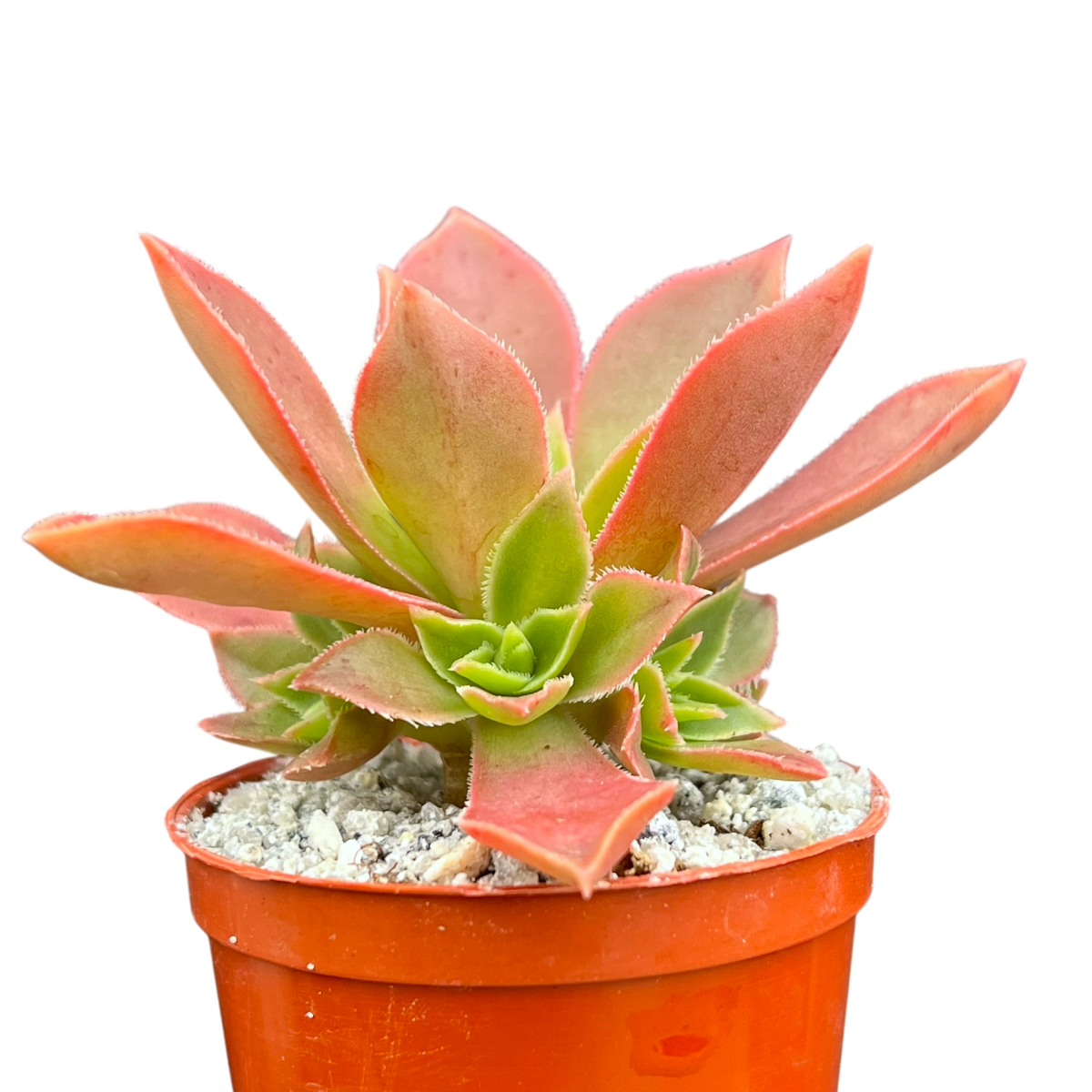 Aeonium leucoblepharum