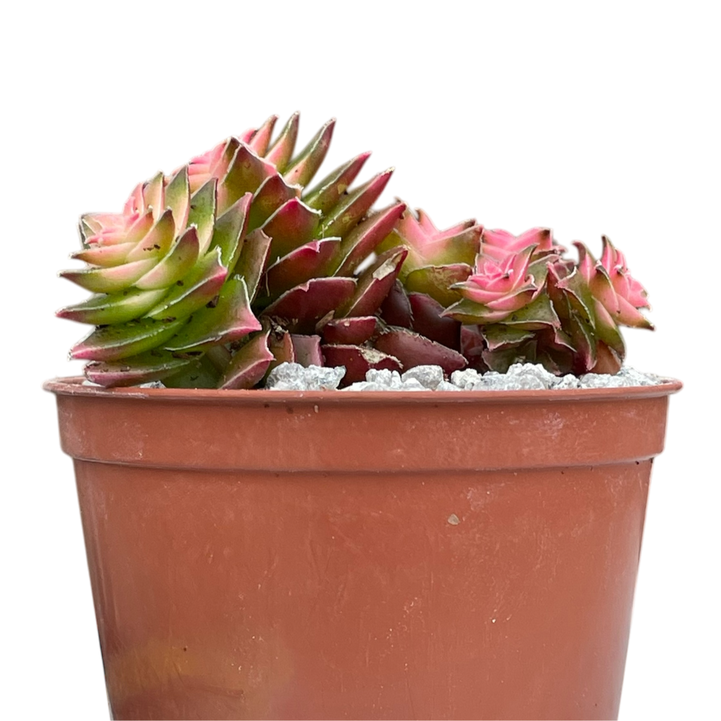 Crassula capitella ssp. thyrsiflora variegata