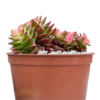 Crassula capitella ssp. thyrsiflora variegata