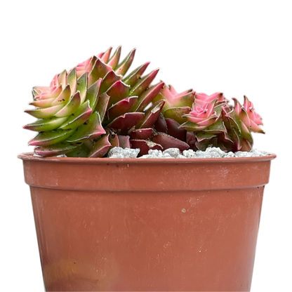 Crassula capitella ssp. thyrsiflora variegata