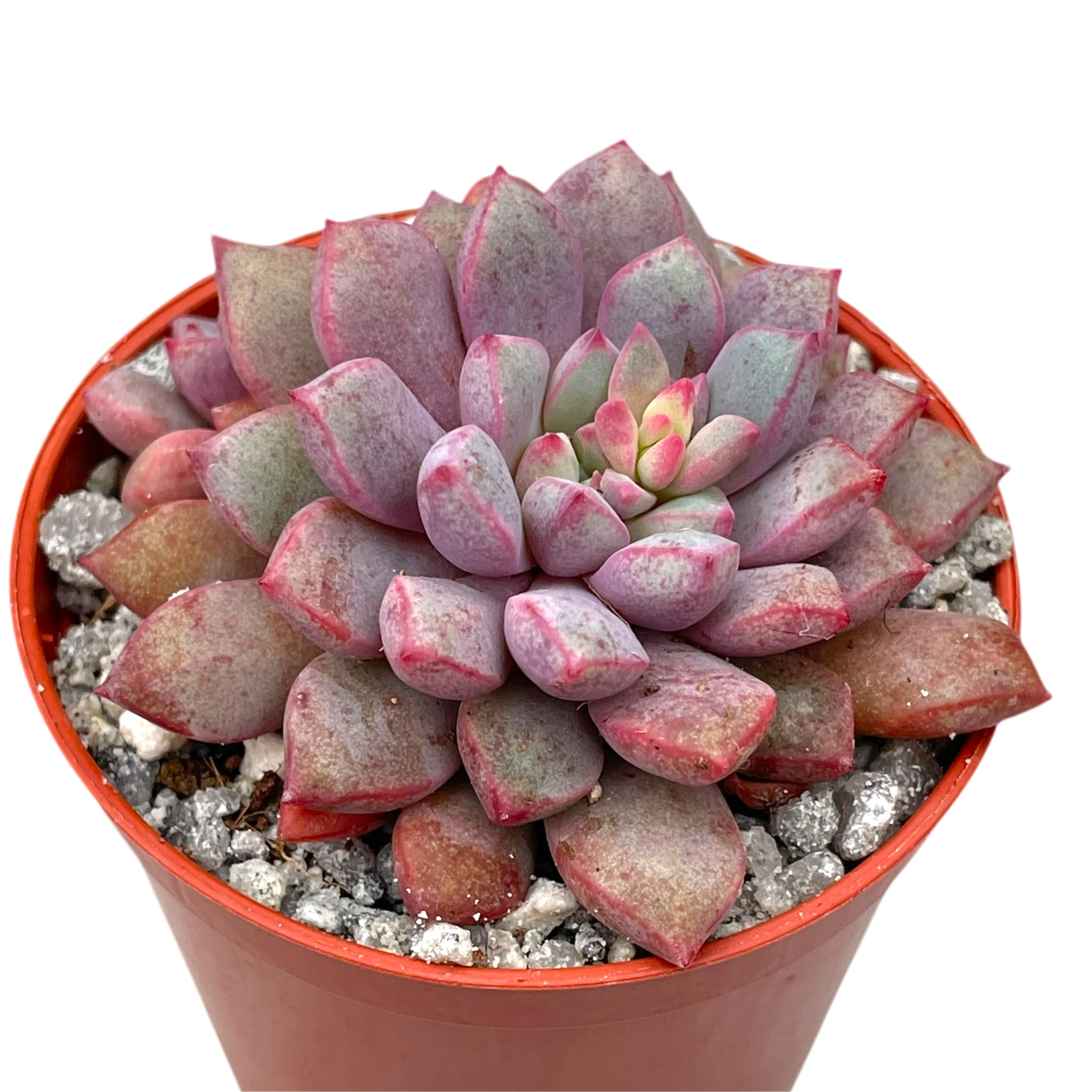 Echeveria subcorymbosa (Lau 030)
