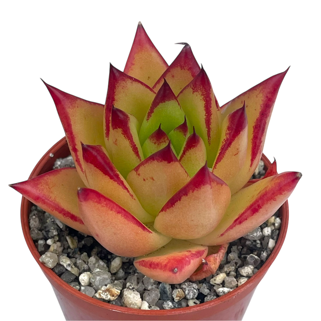 Echeveria agavoides 'Lipstick'