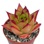 Echeveria agavoides 'Lipstick'