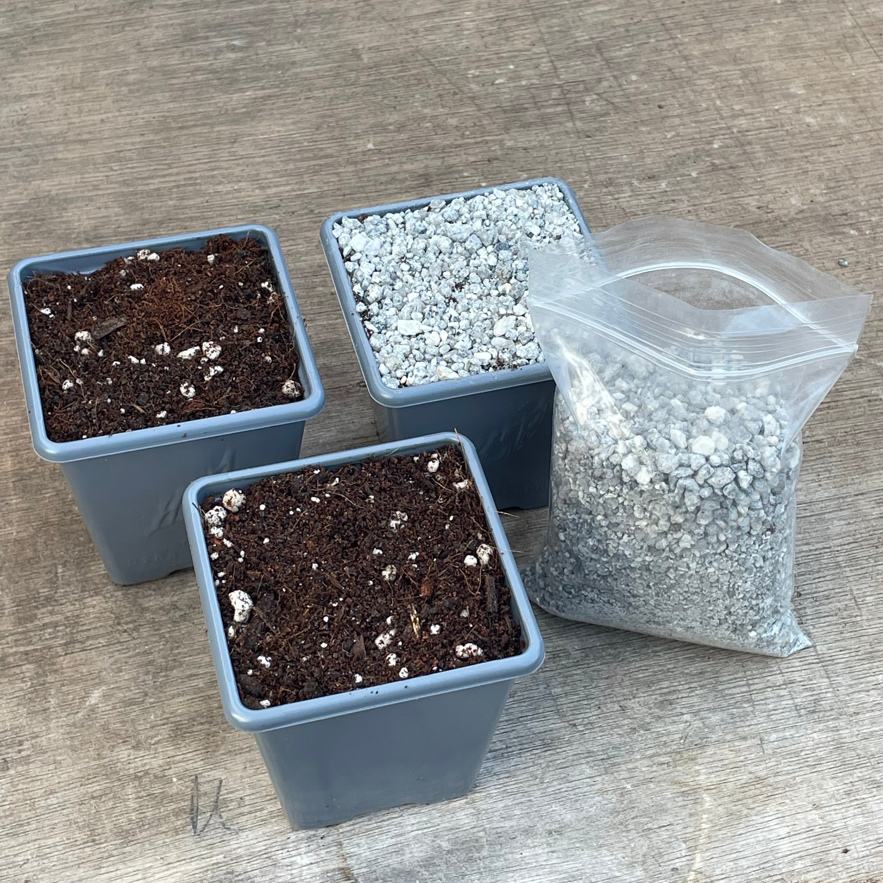 Succulent Potting Starter Kit