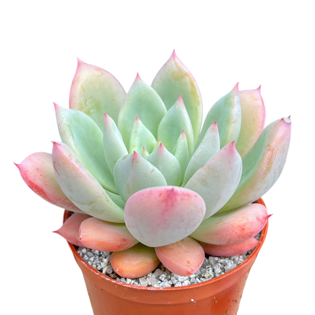 x Graptoveria 'Nyla Blue'