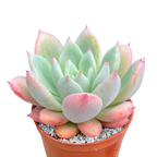 x Graptoveria 'Nyla Blue'