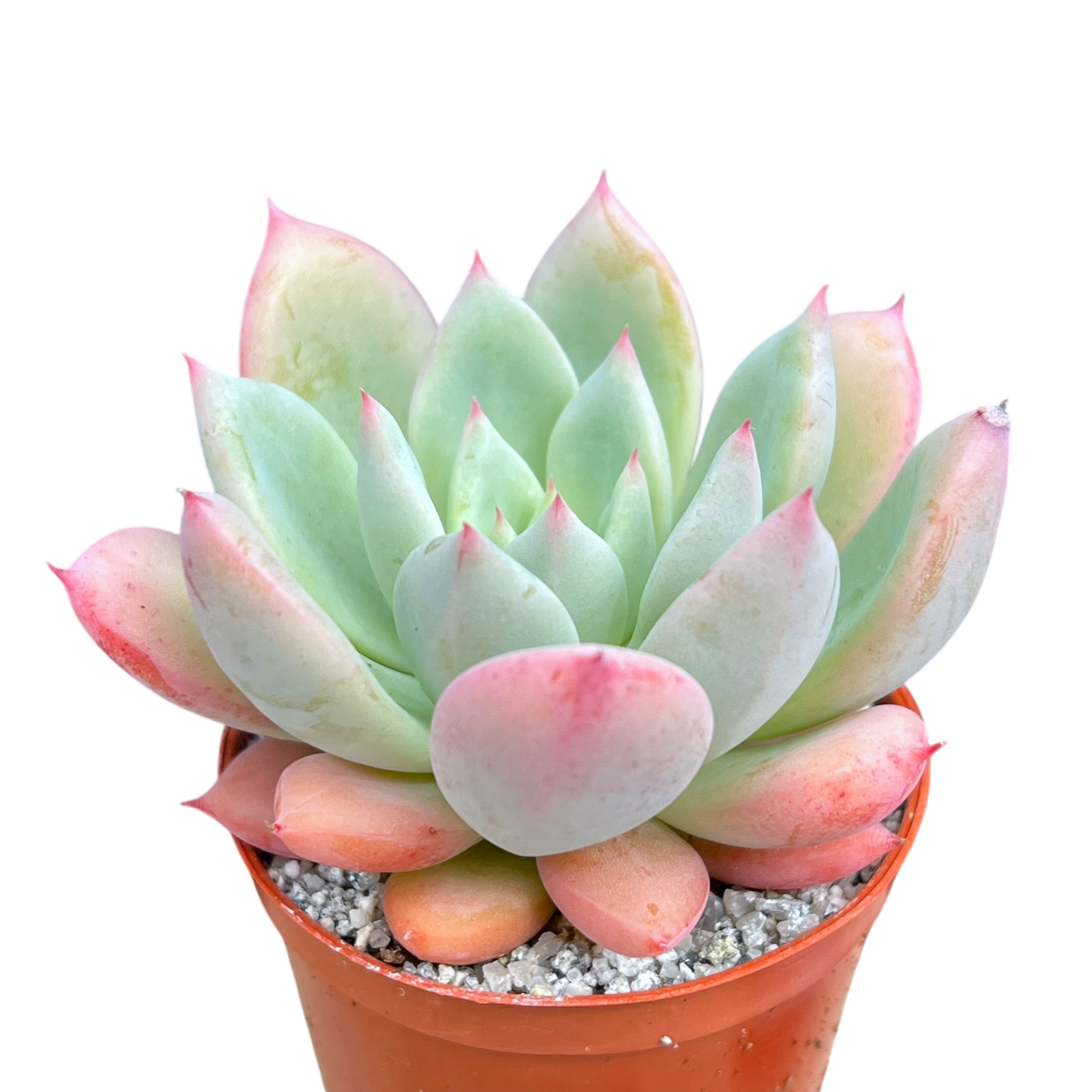 x Graptoveria 'Nyla Blue'