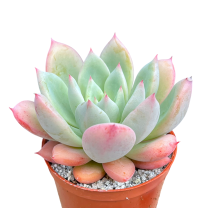 x Graptoveria 'Nyla Blue'