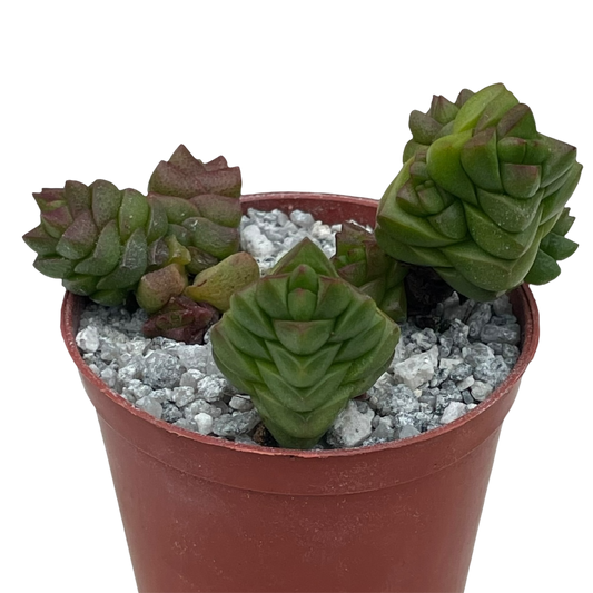 Crassula x marchandii