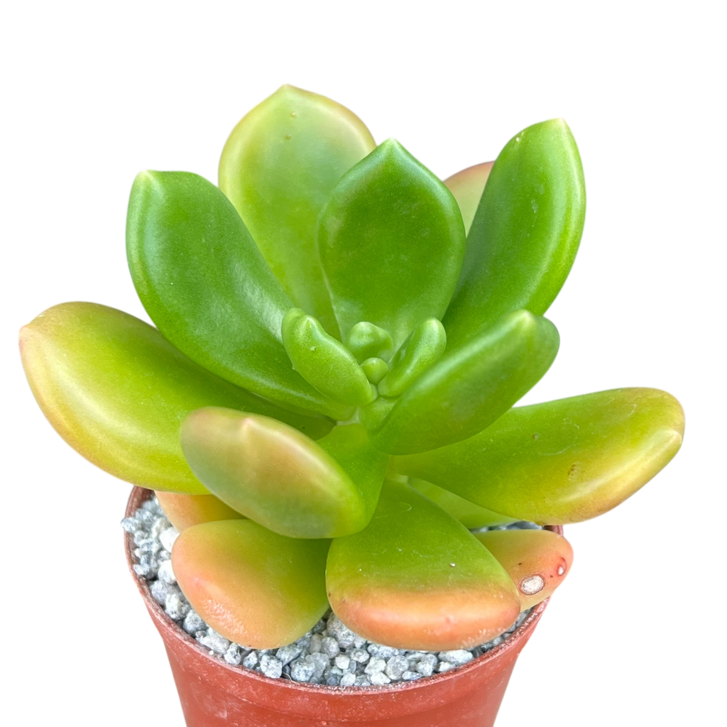 Cremnophila linguifolia