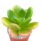 Cremnophila linguifolia