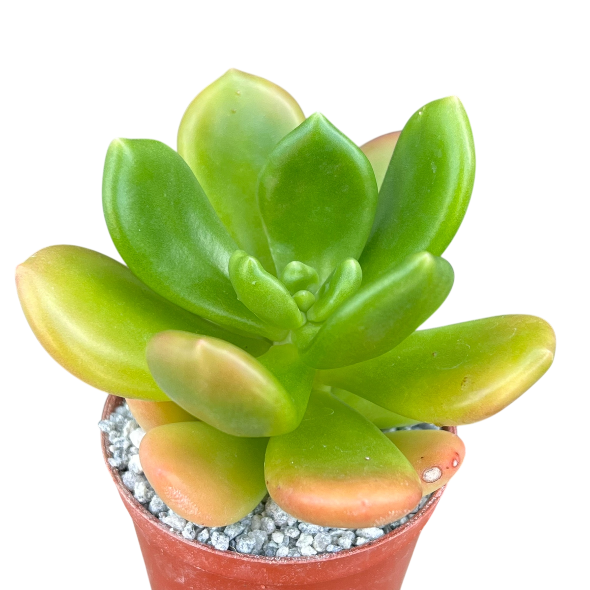 Cremnophila linguifolia