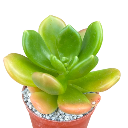 Cremnophila linguifolia