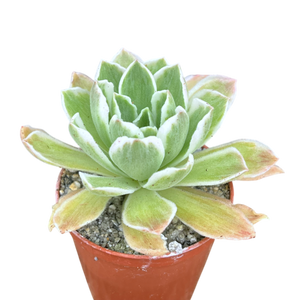 Aeonium goochiae 'Ballerina'