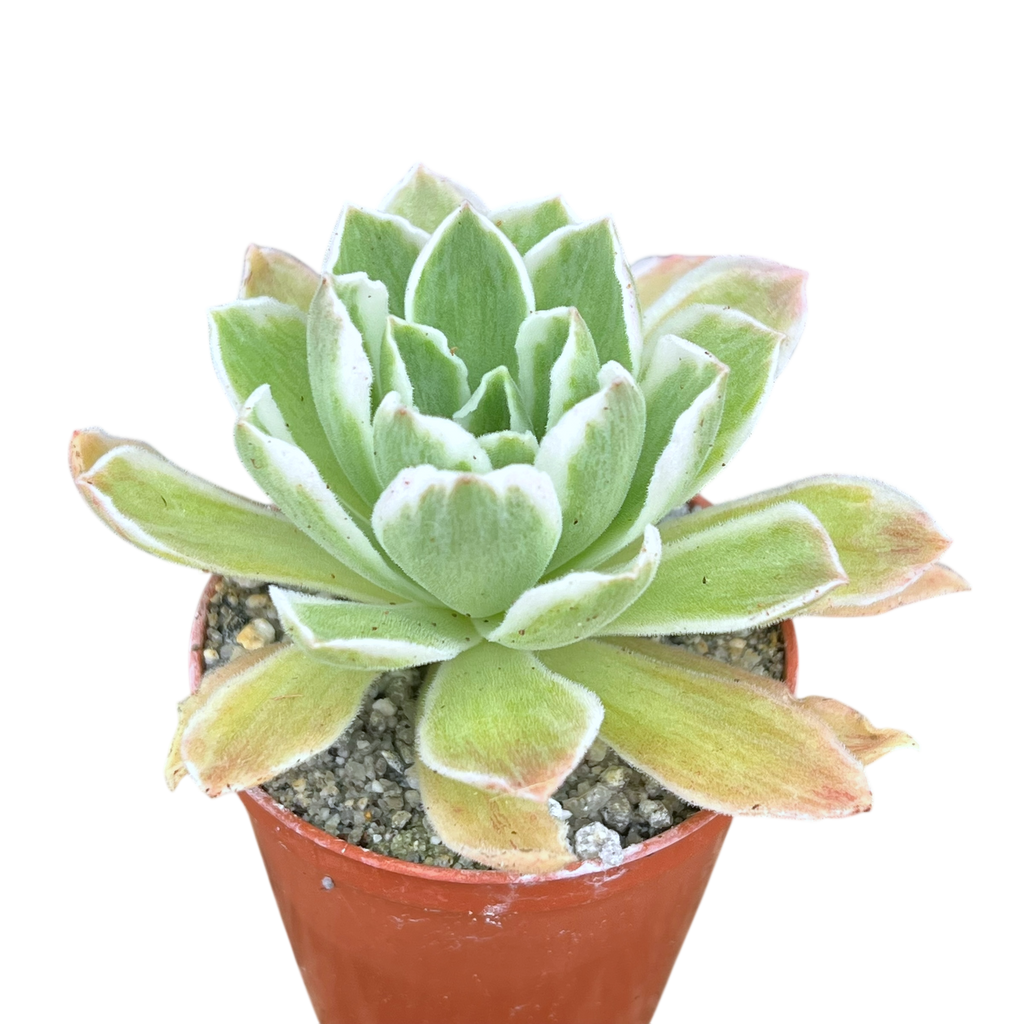 Aeonium goochiae 'Ballerina'