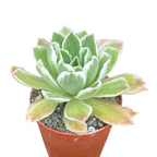 Aeonium goochiae 'Ballerina'