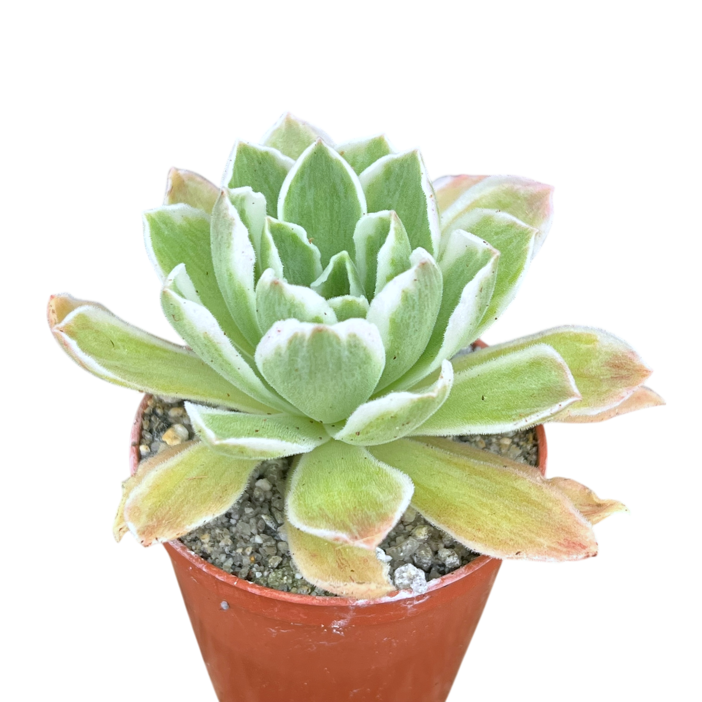 Aeonium goochiae 'Ballerina'