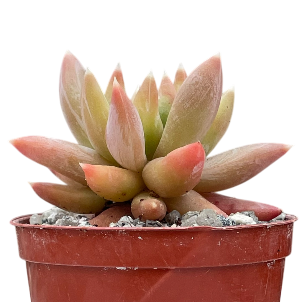 x Pachyveria 'Yvonne'
