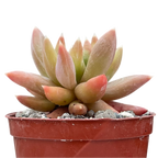 x Pachyveria 'Yvonne'