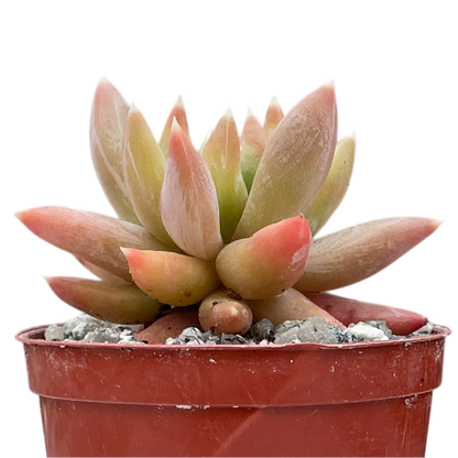 x Pachyveria 'Yvonne'