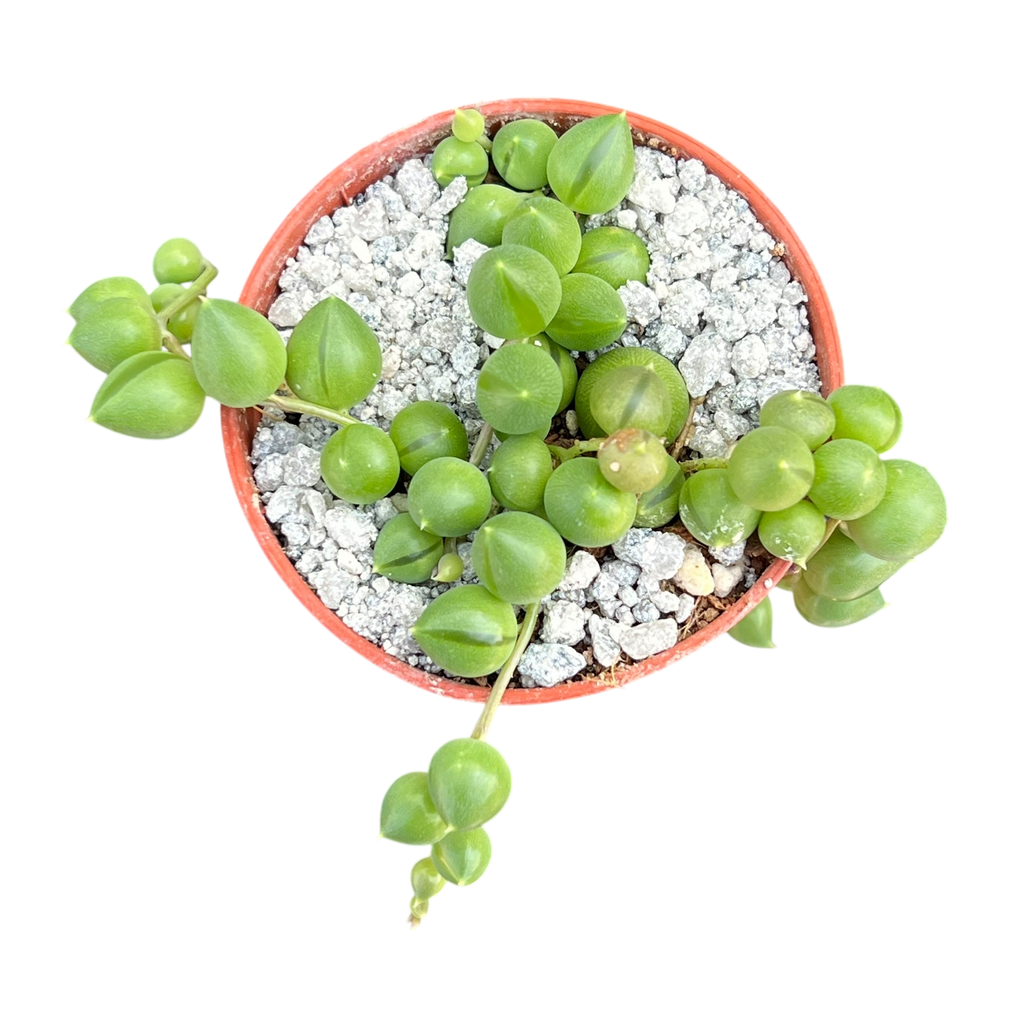 Curio rowleyanus | String of Pearls