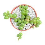 Curio rowleyanus | String of Pearls