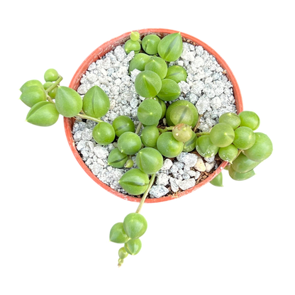 Curio rowleyanus (String of Pearls)