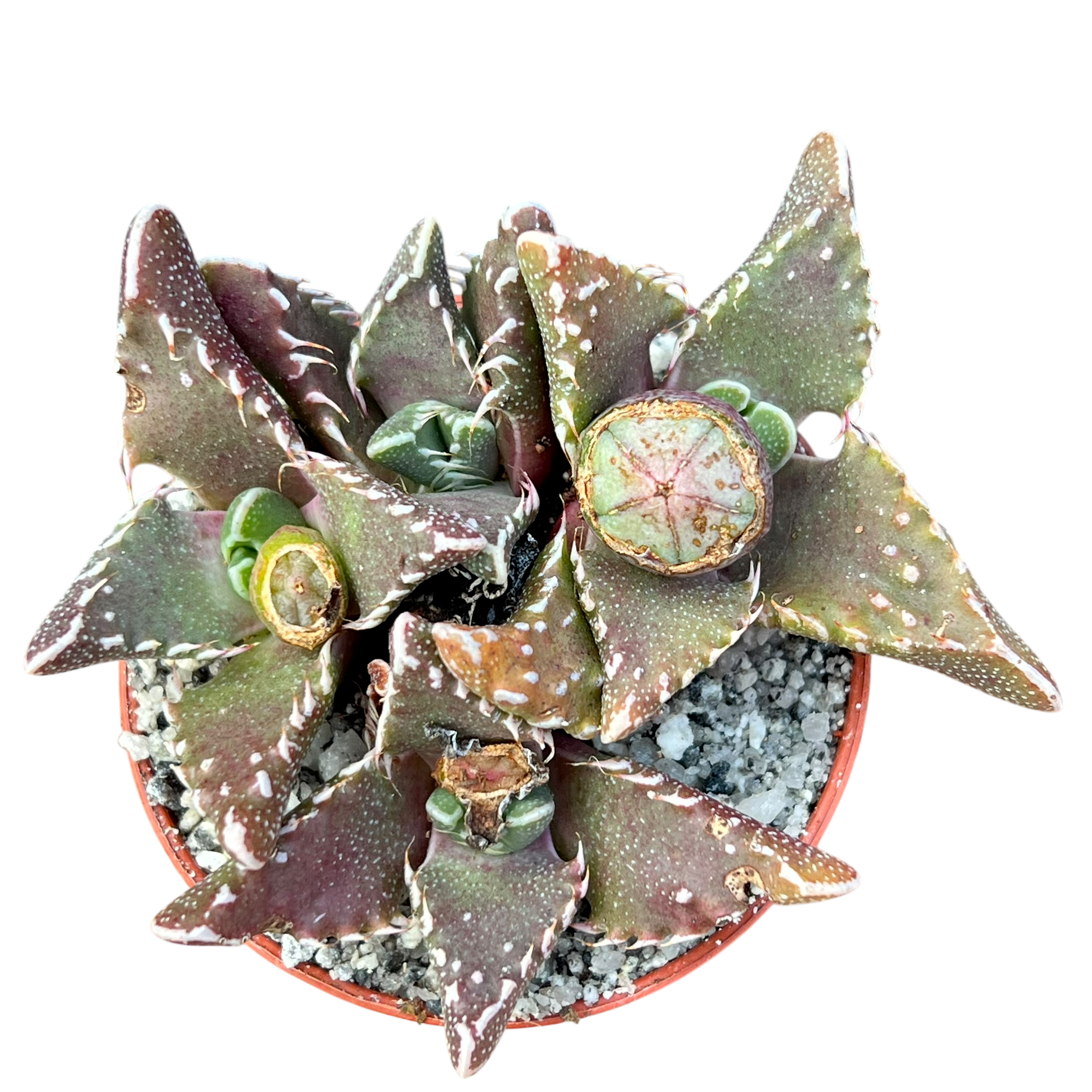 フォーカリア・ツベルクローサ – Surreal Succulents