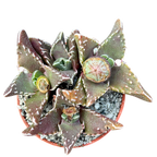 Faucaria tuberculosa