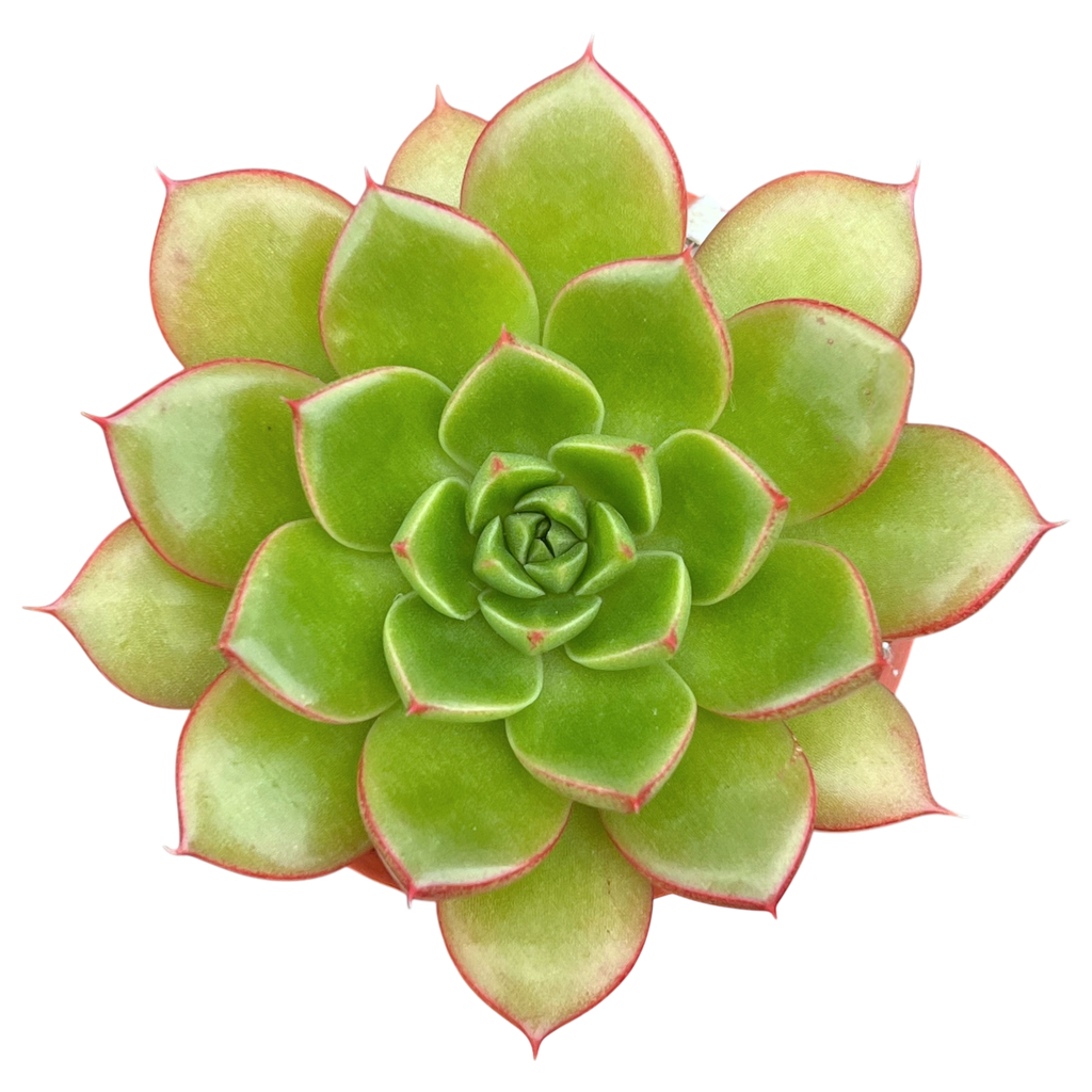 Echeveria 'Yoda'
