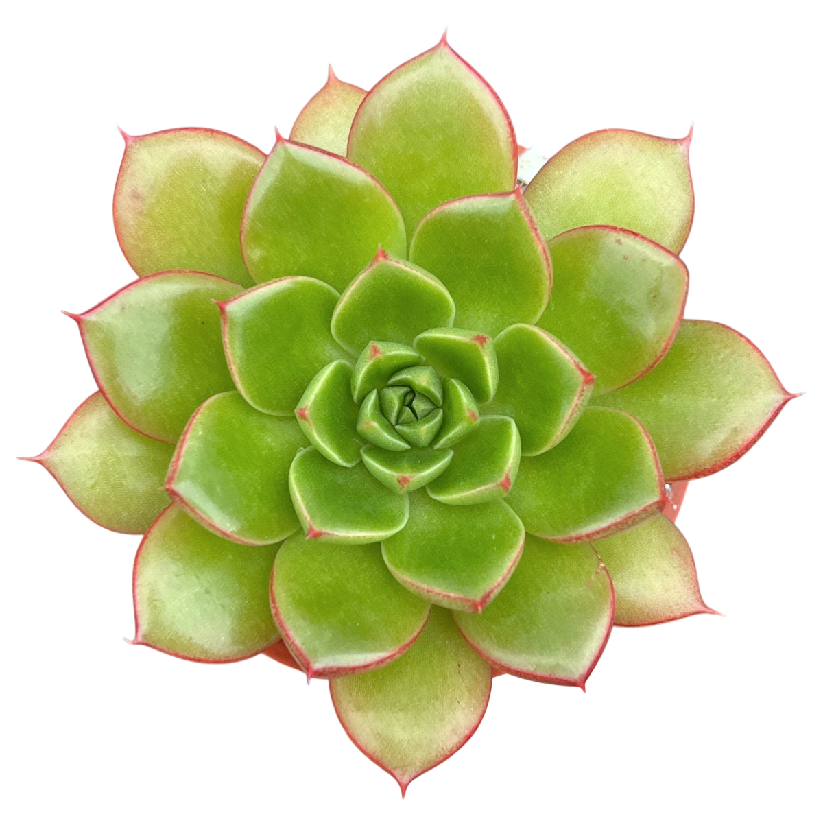 Echeveria 'Yoda'