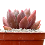 x Pachyveria 'Zooney'