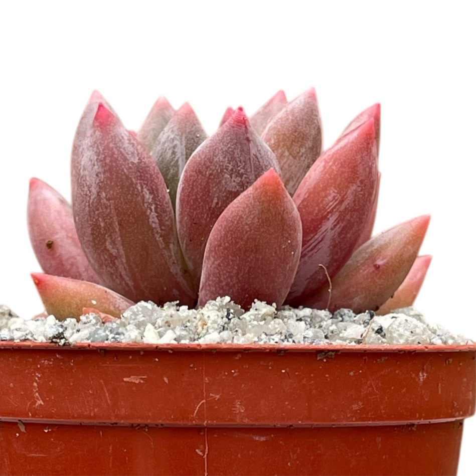 x Pachyveria 'Zooney'