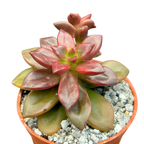 Echeveria compressicaulis