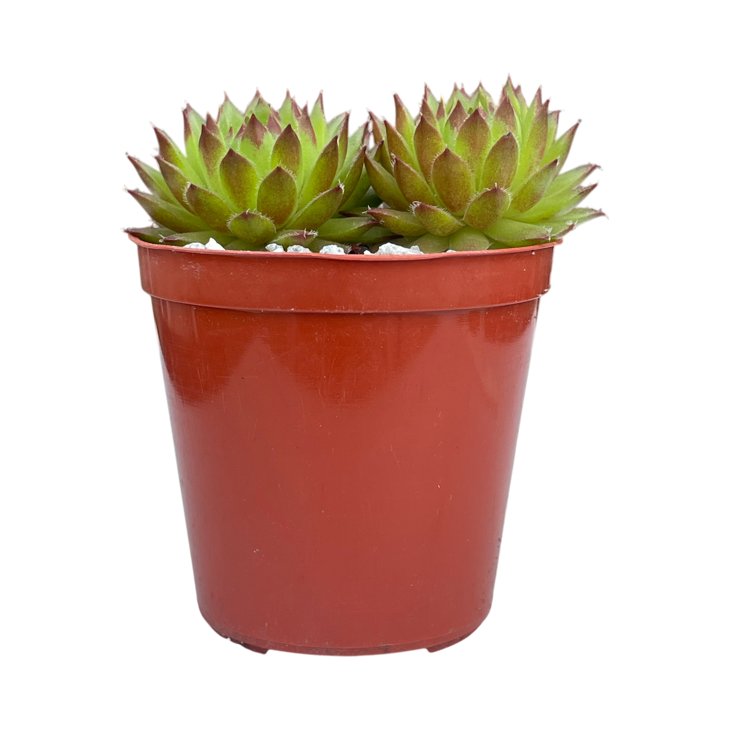 Sempervivum ingwersenii