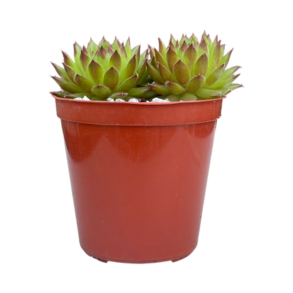 Sempervivum ingwersenii