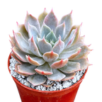 Echeveria 'Satellite'