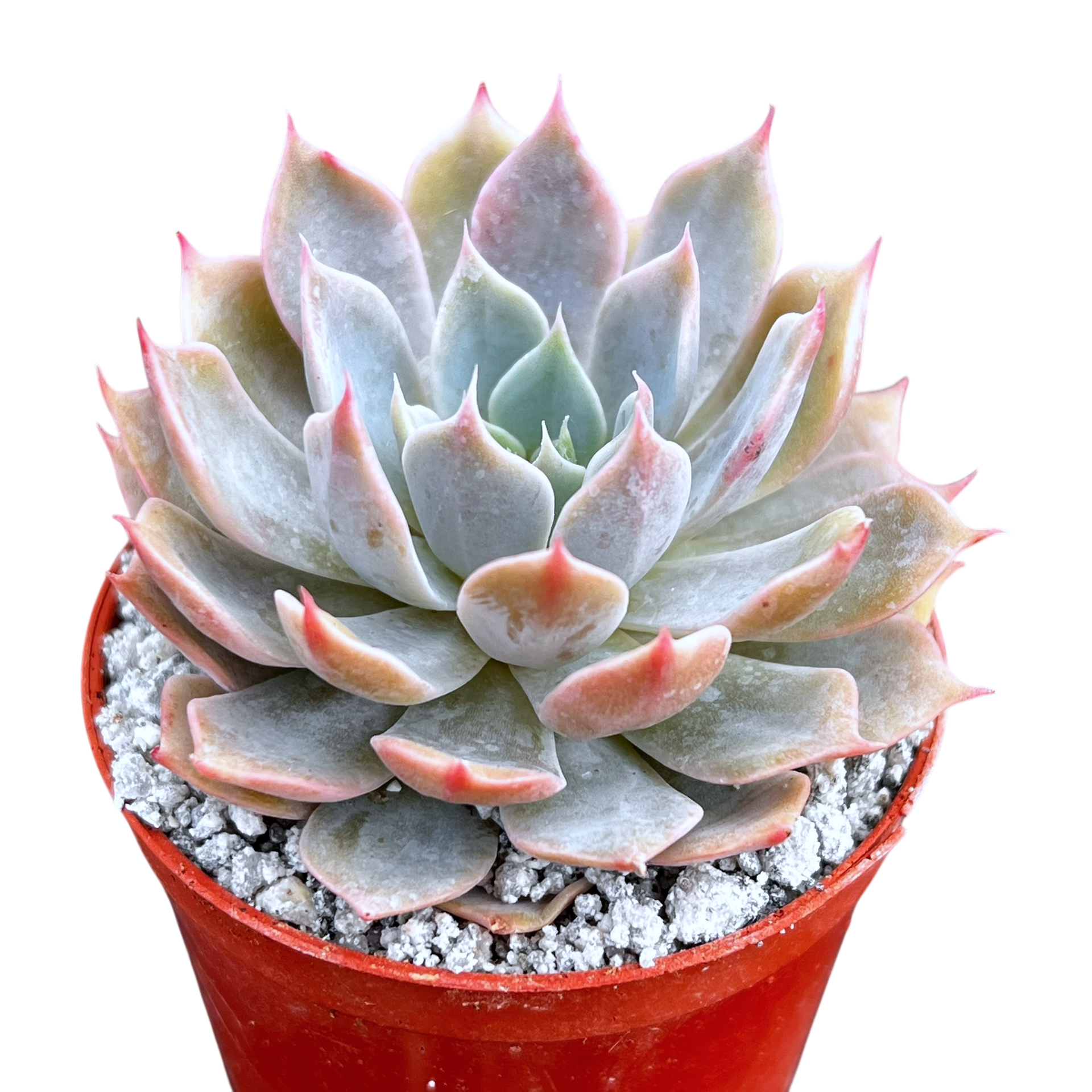 starfield succulents Echeveria 'Satellite' – Surreal Succulents