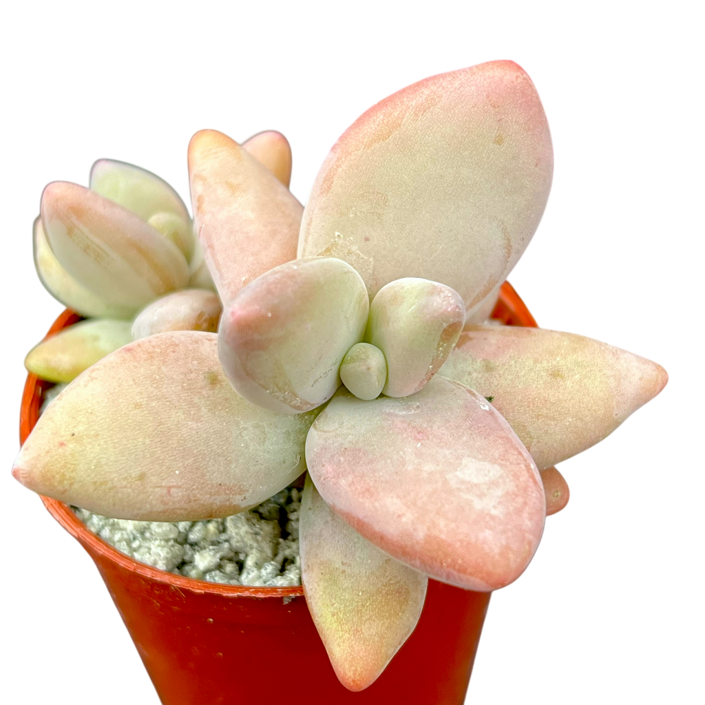 Pachyphytum werdermannii