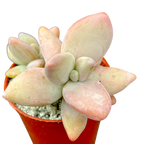 Pachyphytum werdermannii