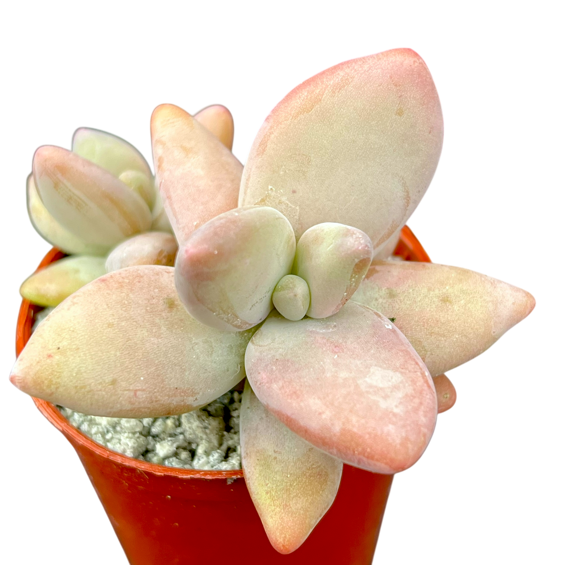 Pachyphytum werdermannii