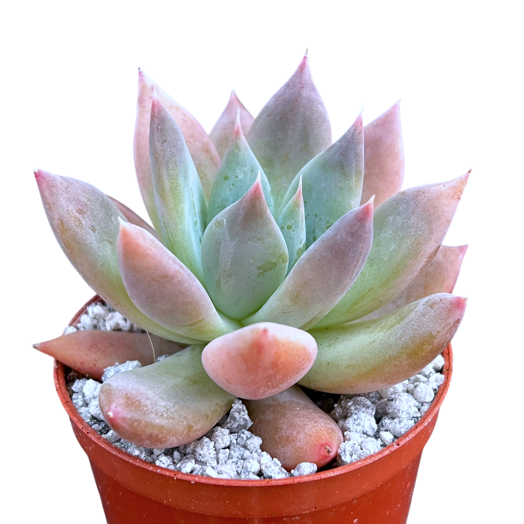 Echeveria 'Moonshadow'