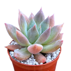 Echeveria 'Moonshadow'